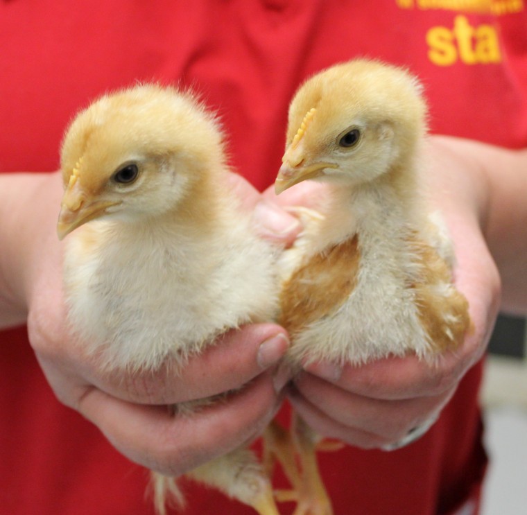 Easter chicks need a home